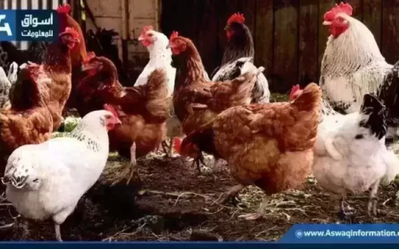 تغير جديد.. أسعار الدواجن البيضاء ترتفع اليوم الخميس في المزرعة